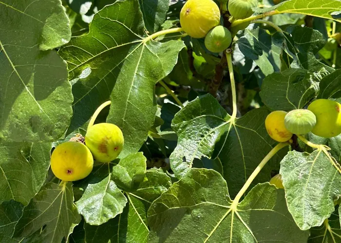 Haus Stipeto Vikendica