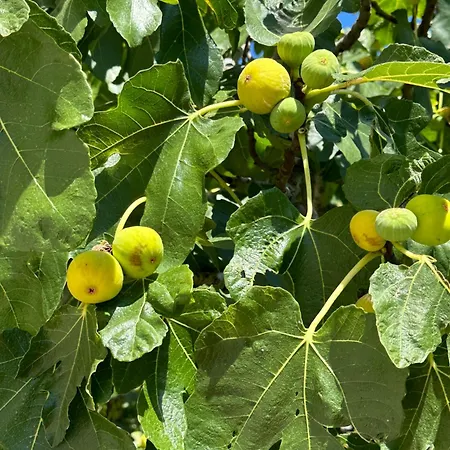 Haus Stipeto Nyaraló